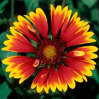 เดือนฉาย หรือ เกลลาเดียร์ (Indian Blanket) / ซอง 30 เม็ด (A300)