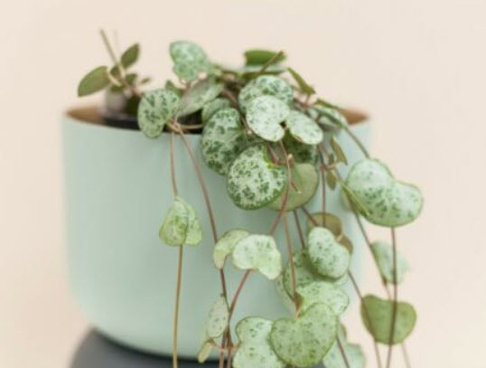 สายป่านดวงใจ (Chain of Heart) ใบเขียว / 10 เม็ด (นอก)