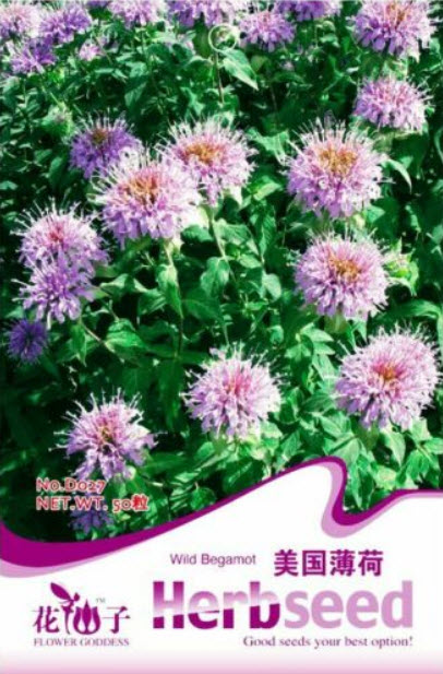 เบอกาม็อทป่า (Wild Bergamot) / 50 เม็ด (D027)