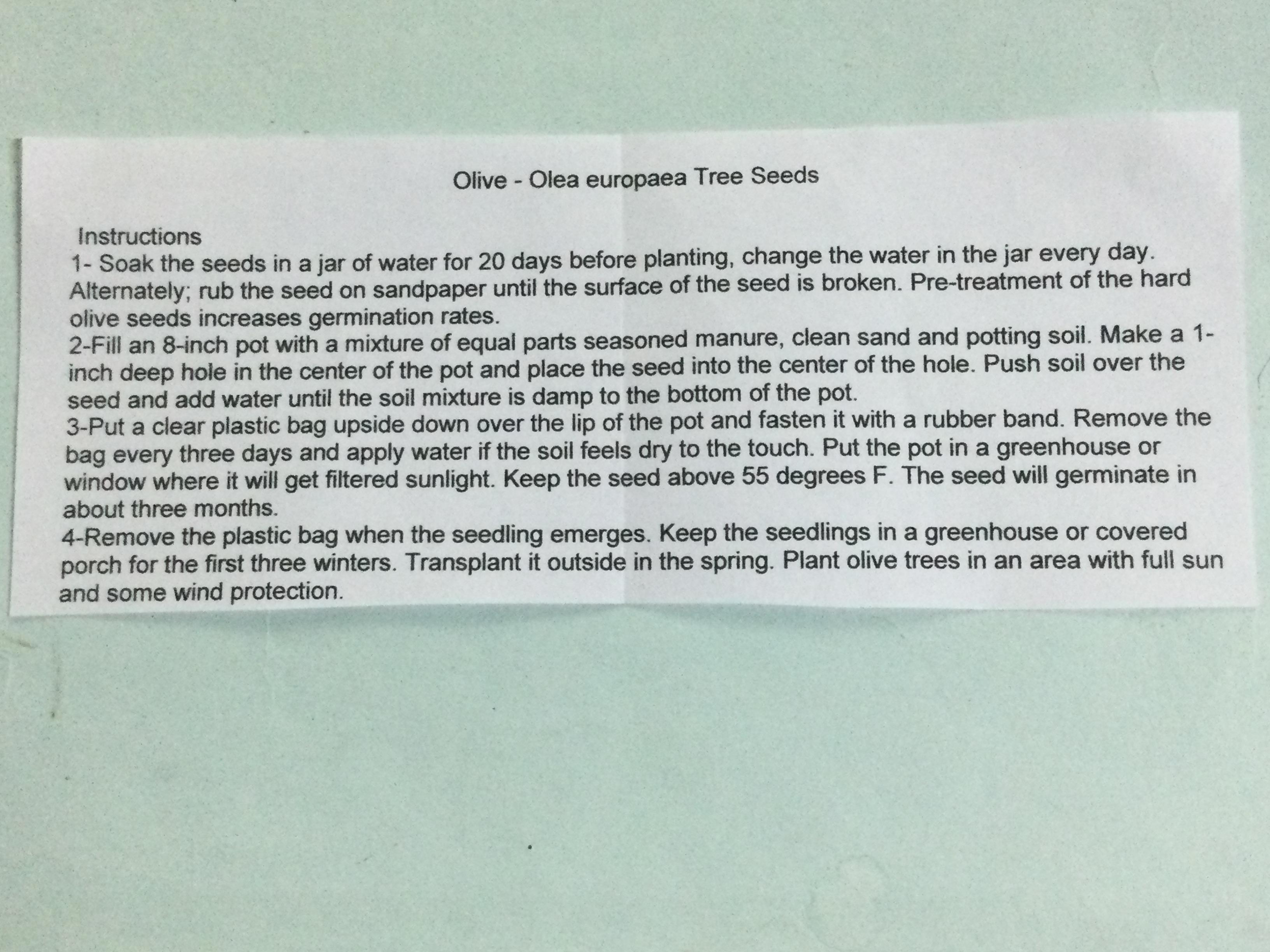 มะกอกโอลีฟ (Olive / Olea europaea) / 4 เม็ด (Turkey) *