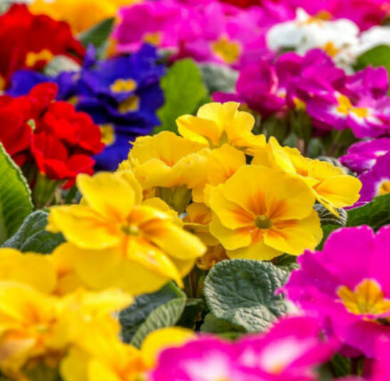 พริมโรส (Primrose) - Potsdam Giant คละ / 100 เม็ด (UK)