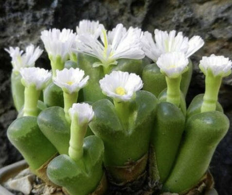 โคโนไฟทั่ม ลองกัม (Conophytum longum) / 5 เม็ด (Spain)