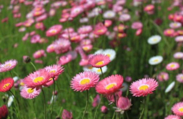ดอกกระดาษ (Paper Daisy) คละ / 250 เม็ด (France)