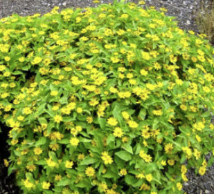 กระดุมทอง หรือเมแลมโพเดียม (Melampodium Butter Daisy) / 30 เม็ด (UK)