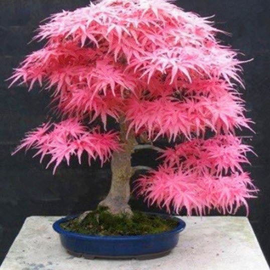 เมเปิ้ลญี่ปุ่น (Japanese Maple) สีชมพู / 30 เม็ด (แบบ 2)