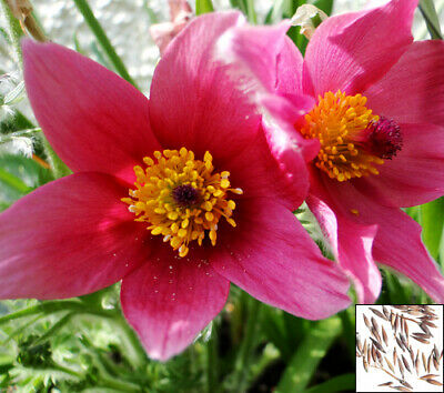 พาสคิว ฟลาวเวอร์ แดง (Pasque flower Red) / 35 เม็ด (Hungary)