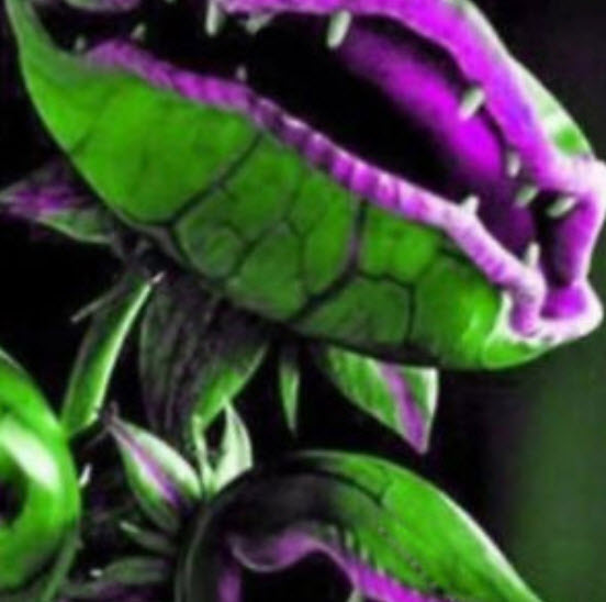 กาบหอยแครงยักษ์ (Giant Venus Flytrap) ปากชมพู-ม่วง / 50 เม็ด