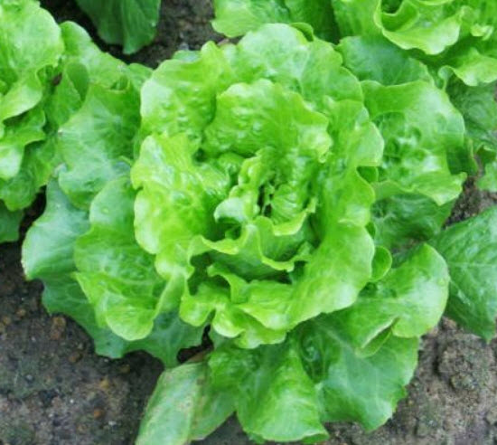 สลัดผักกาดเขียว (Green Lettuce) / 400 เม็ด (S001)