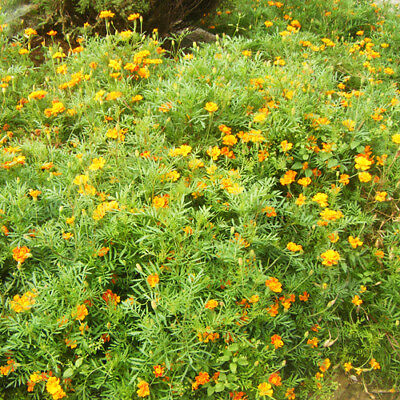 ดอกไม้ป่า คละ โตเร็ว สูง 30-50 ซ.ม. / ซอง 200 เม็ด (K008)