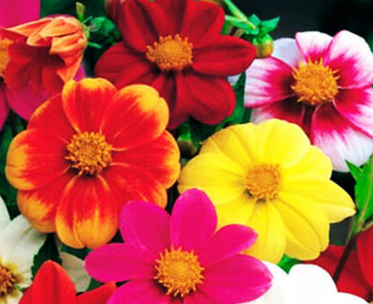 ดาห์เลีย (Dahlia - Mingnon) คละ / 130 เม็ด (UK)