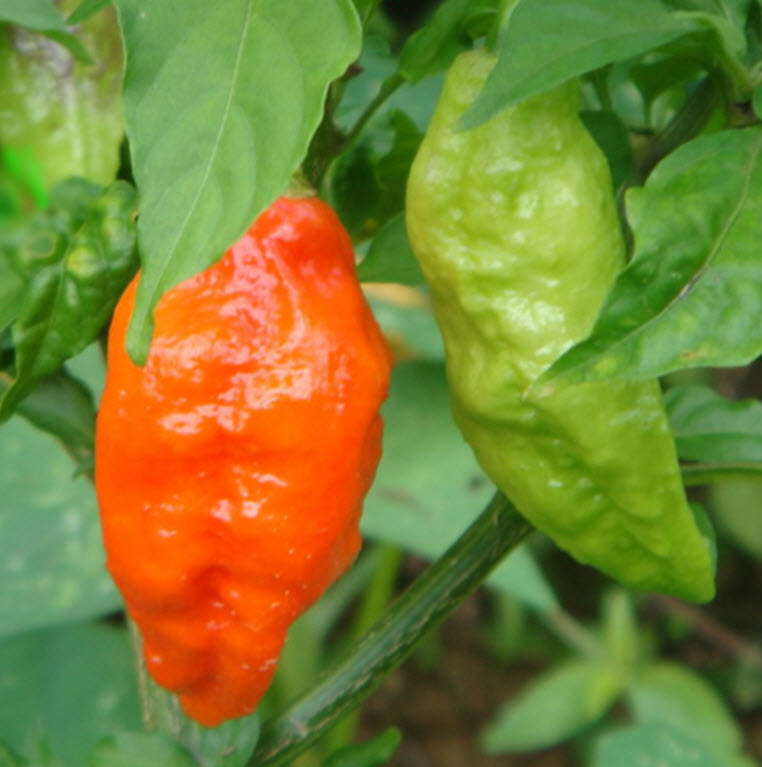 พริก Bhut Jolokia / 10 เม็ด