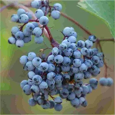 อัลเดอร์เบอรี่สีฟ้า (Blue Elderberry) / 25 เม็ด (USA)