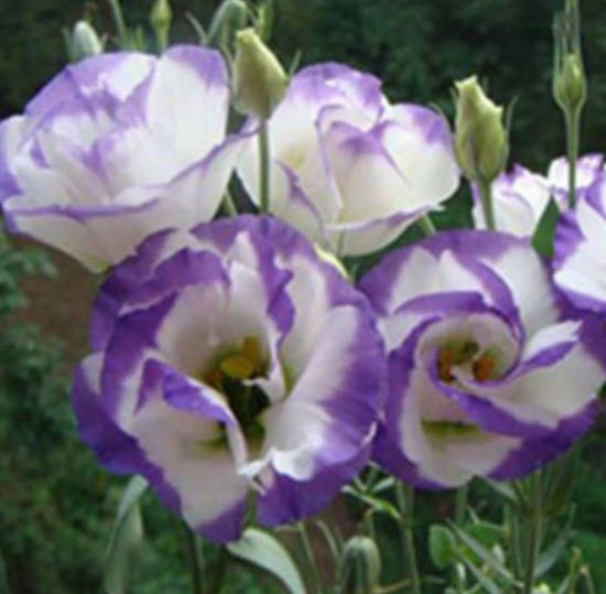 ไลซิแอนทัส (Lisianthus) สีขาวขอบม่วง / 50 เม็ด
