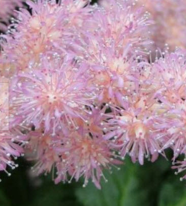 อัสดง (Astilbe) คละสี+สายพันธุ์ / 100 เม็ด (นอก)