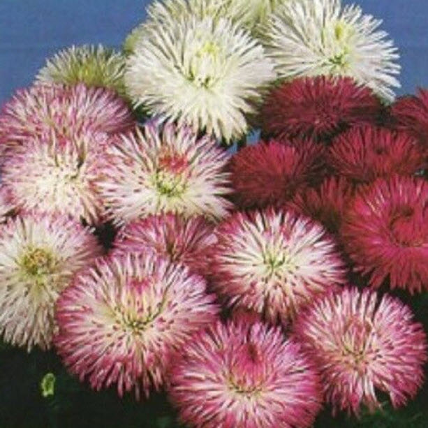 อิงลิช เดซี่ (English Daisy) คละ / 100 เม็ด (UK)