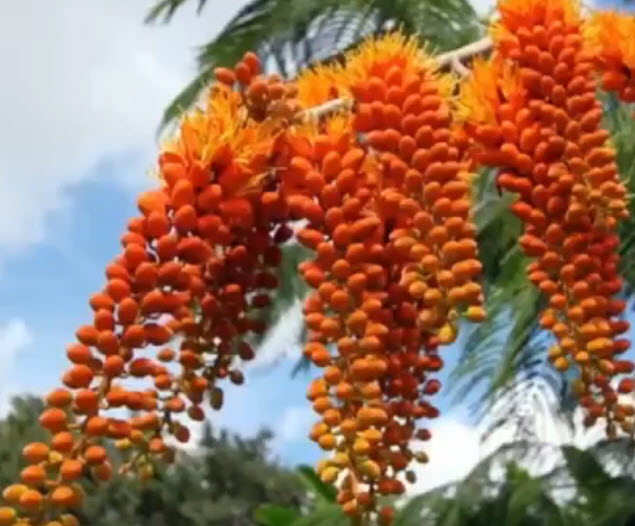 ต้นทองพลุ (Colville's Glory) สูง 20-40 ซ.ม.