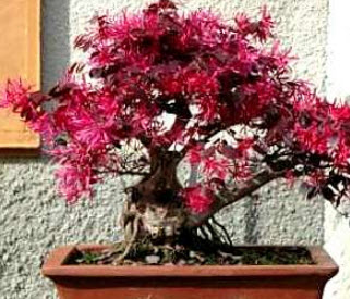 ต้นหงส์ฟู่บอนไซ (Chinese Fringe Flower) / ต้น