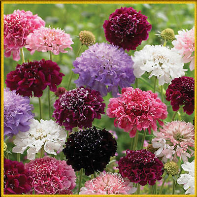 สกาบิโอซา (Scabiosa) คละ / 15 เม็ด (Ukraine)