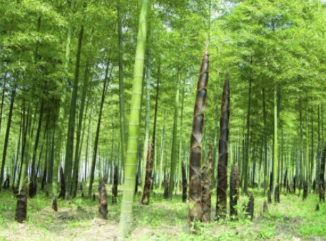 ไผ่โมโซ (Moso Bamboo) / 100 เม็ด (China)*