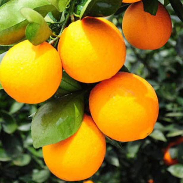 ส้มสะดือ ส้มนาเวล (Washington Navel Orange) / 10 เม็ด (China)