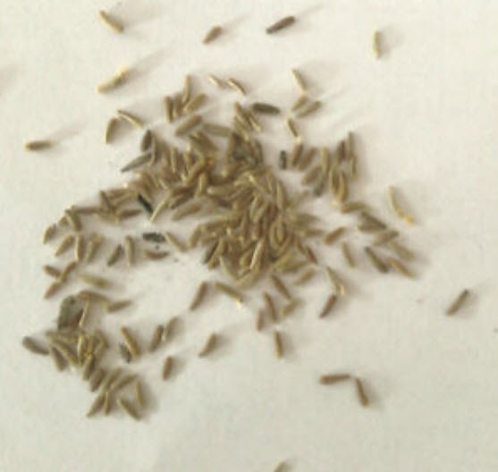 หญ้าไล่ยุง (Mosquito Repelling Grass) / 100 เม็ด