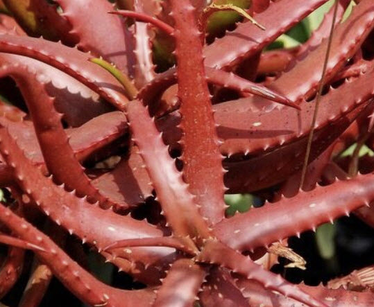 ว่านหางจระเข้แดง (Aloe Cameronii / Red Aloe Vera) / 5 เม็ด (UK)*