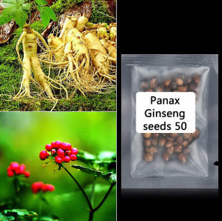 โสมเกาหลี (Panax Ginseng) / 25 เม็ด