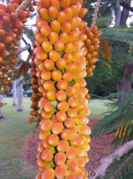 ทองพลุ (Colville's Glory) / 3 เม็ด (USA)