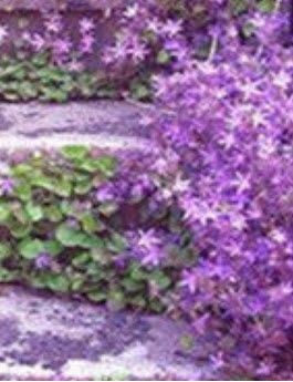 มะลิเลื้อย (Climbing Jasmine) คละสี / 25 เม็ด (China)