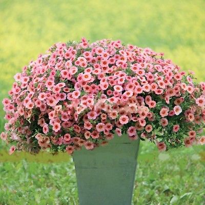 คาลิบราโคว์ - โครัล วิท อาย (Calibrachoa - Coral With Eye) / 100 เม็ด
