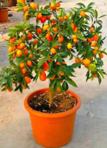 สัมจี๊ด (Kumquat) / 30 เม็ด (นอก)