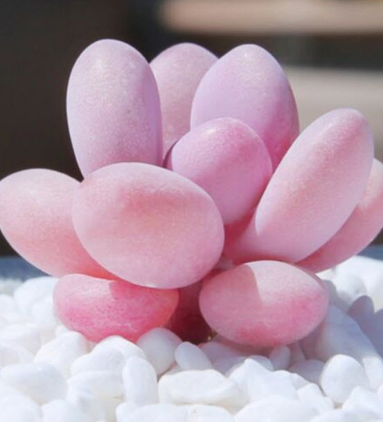 ไลท็อปส์ (Lithops) / 100 เม็ด