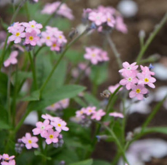 ฟอร์เก็ตมีน็อท (Forget Me Not) สีชมพู / ซอง 50 เม็ด (A252)