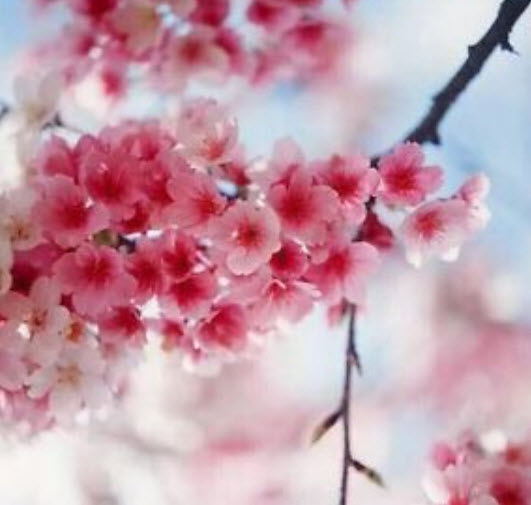 ซากุระ (Sakura / Cherry blossom) ชมพู / 10 เม็ด (S027)