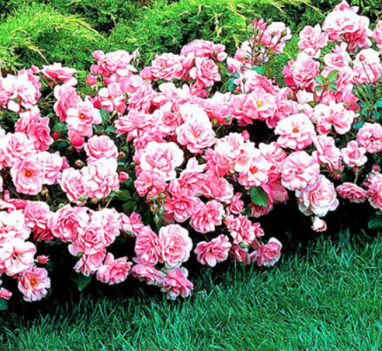 กุหลาบหนู ปีกนางฟ้า (Angel Wings) แคระ / 10 เม็ด (UK)* ขายส่ง