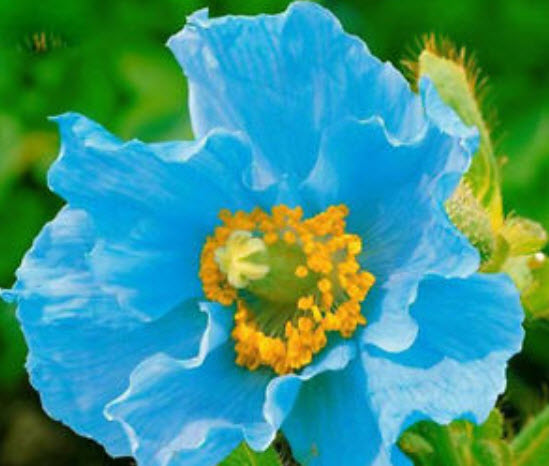 ป๊อบปี้ หิมาลายัน (Himalayan Poppy) สีฟ้า / 50 เม็ด