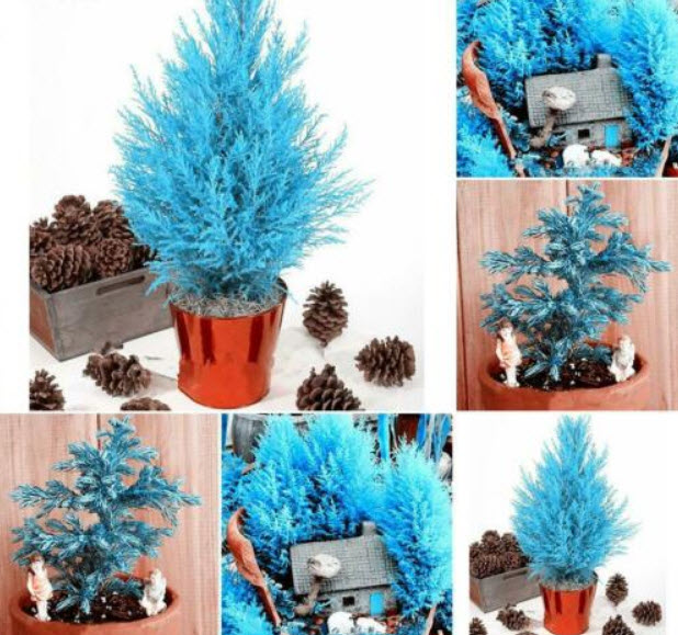 สนไซเปรส (Cypress pine) บอนไซ / 50 เม็ด