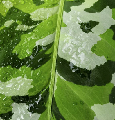 อโกลนีมา เสือพราน 3 สี (Aglaonema pictum tricolor) / เม็ด (UK)