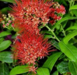 ต้นเงาะงาม หรือพู่อมร กระถาง 8 นิ้ว สูง 30-50 ซ.ม. / ต้น