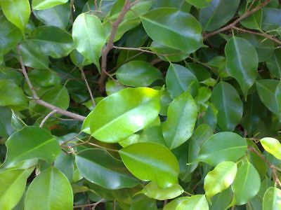 ไทรย้อยใบแหลม หรือไทร (Weeping Fig) / 7 เม็ด (P2S)