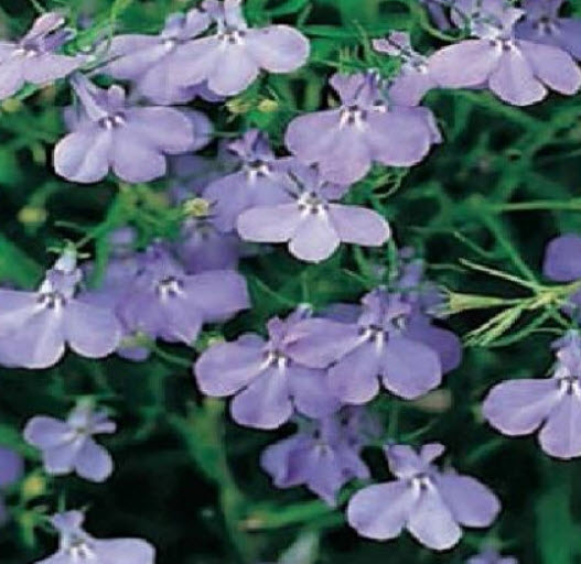โลบีเลียเลื้อย-ฟาวน์เท่น (Trailing Lobelia - Fountain) สีฟ้า / 5,000 เม็ด (UK)