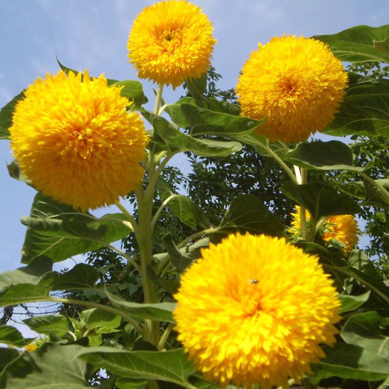 ทานตะวันดอกซ้อน (Double sunflower) / ซอง 20 เม็ด (A298)