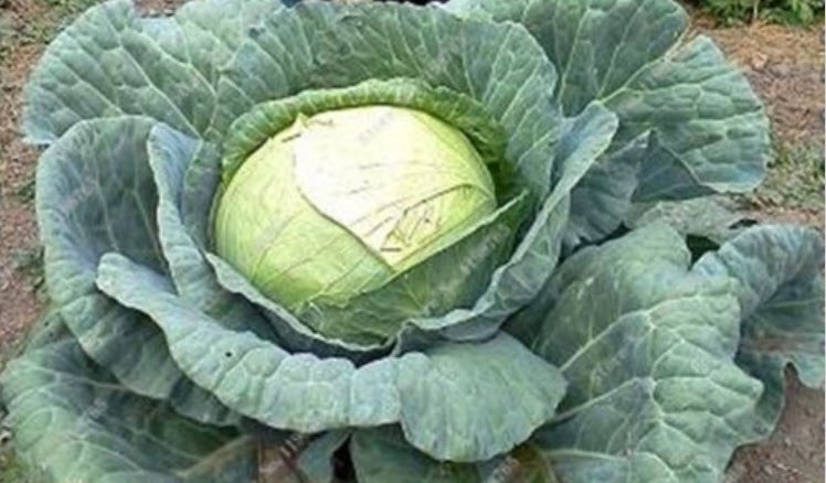 กะหล่ำรัสเซียยักษ์ (Giant Russian Cabbage) / 50 เม็ด (นอก)