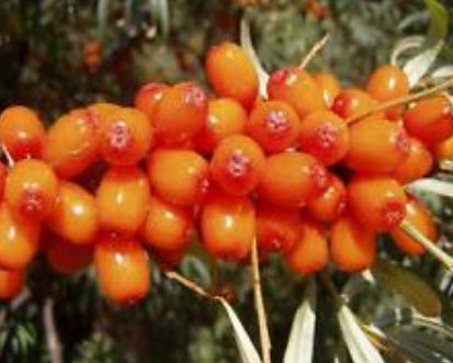 ซีบัคธอร์น (Sea Buckthorn) / 100 เม็ด