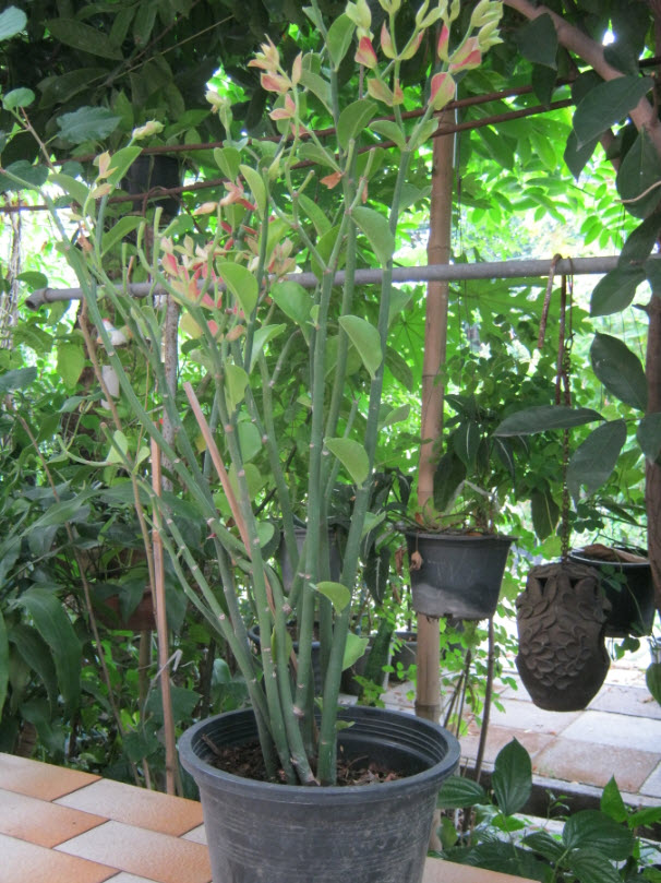 ต้นนกน้อย ใบเขียว สูง 40-50 ซ.ม. / ต้น