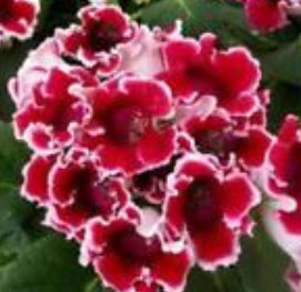 กล็อกซีเนีย (Gloxinia - Empress) คละ / 100 เม็ด