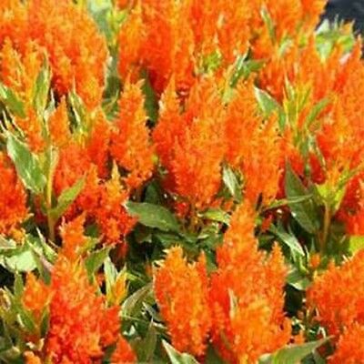 สร้อยไก่ (Celosia Plumosa) สีส้ม / 25 เม็ด (USA)