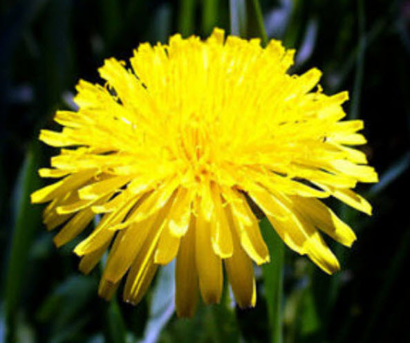 แดนดิไลออน (Dandelion) หรือ Wilderness / 1,600 เม็ด (Spain)