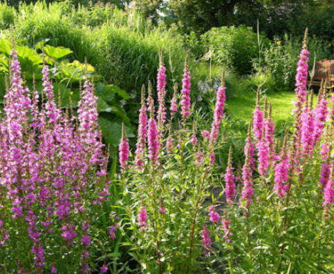 แองเจิ้ลไต้หวัน / เพอเพิ่ล ลูสสไตร้ฟ (Purple Loosestrife) / 11,500 เม็ด (UK) *