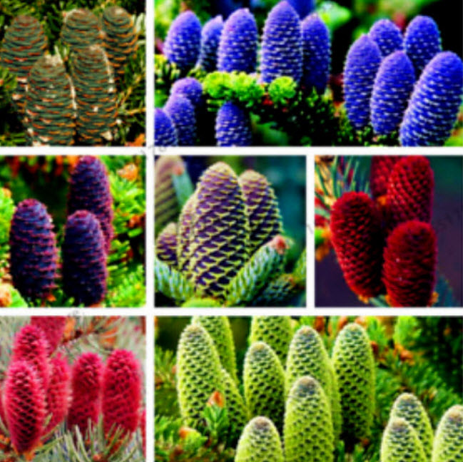 สนเกาหลี (Abies Koreana) คละ / 50 เม็ด